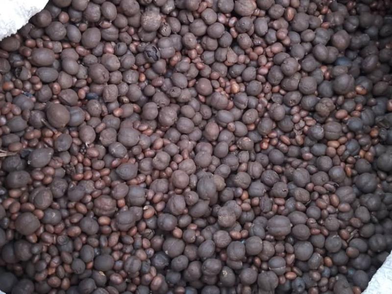 Echantillon du café impropre à la con sommation saisi à Kisangani