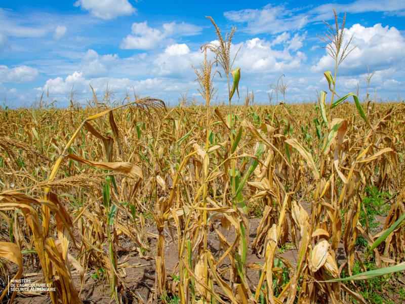 Une plantation dans la province du Kwango