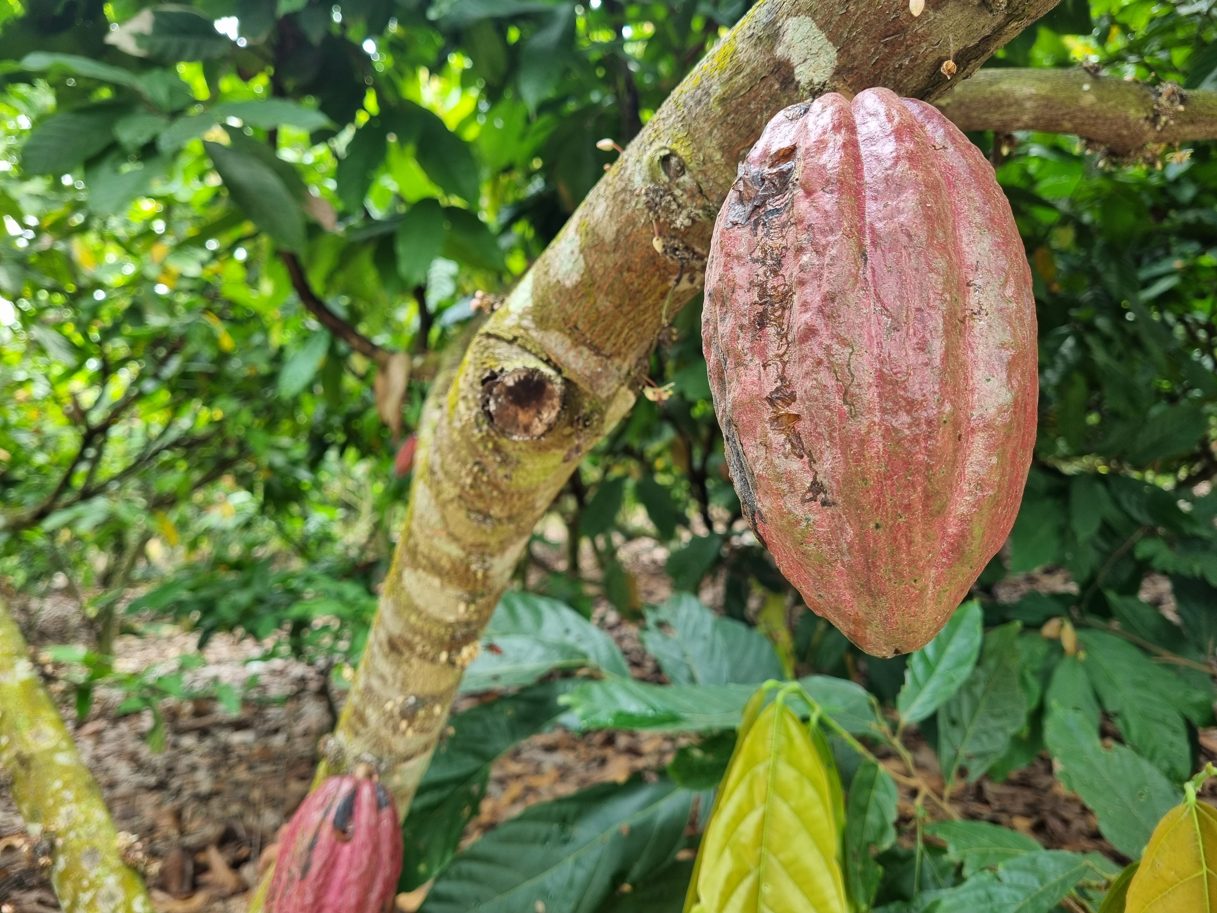 Plantation des cacao