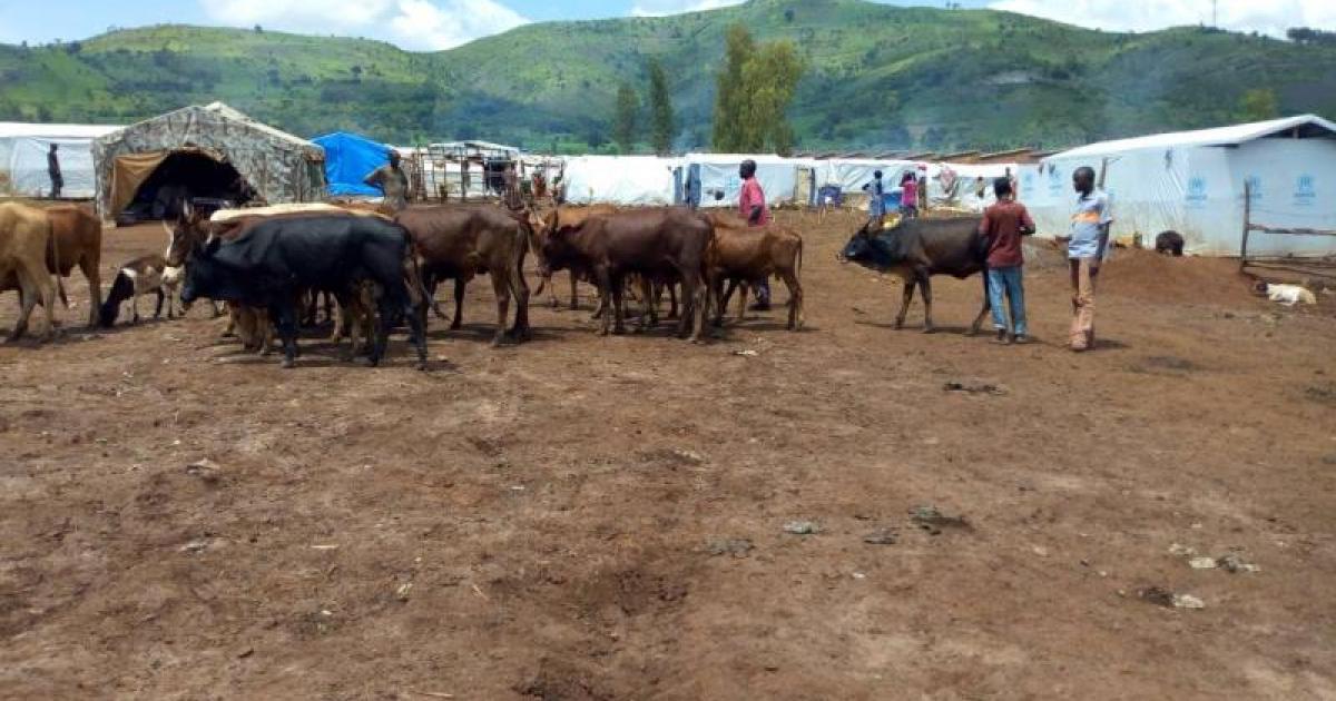 Les réfugiés burundais à Kamanyola