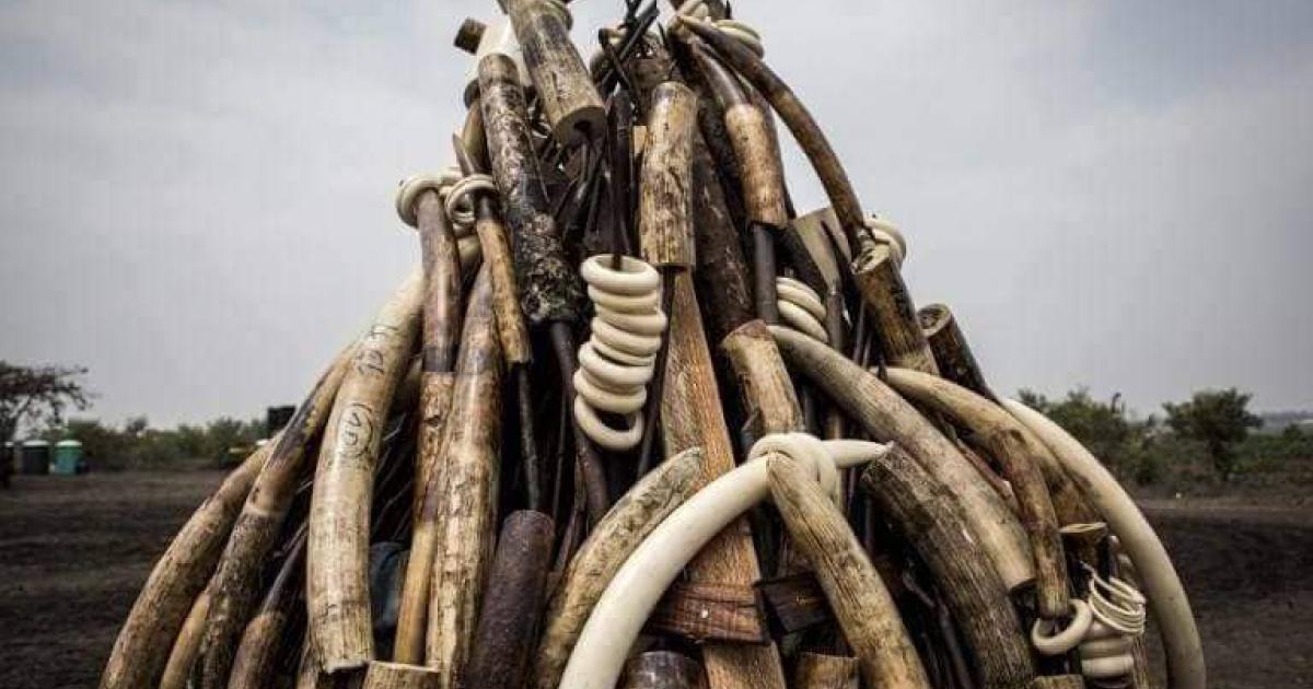 Incinération de 1.050 kg de pointes d’ivoire en présence de Joseph Kabila
