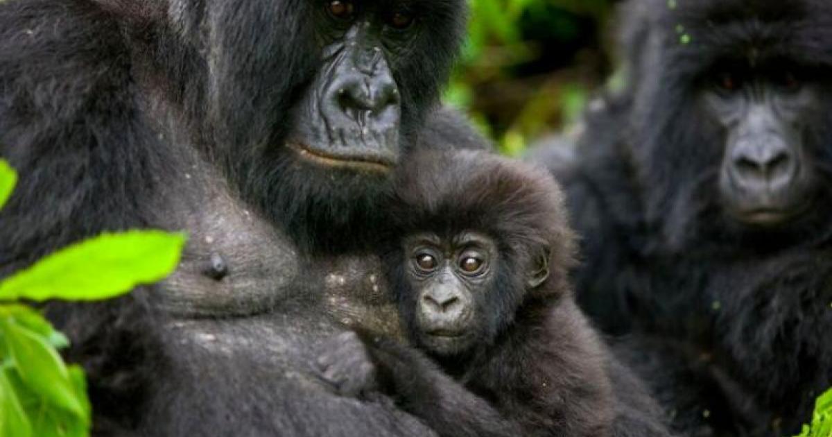 Les gorilles du parc des Virunga