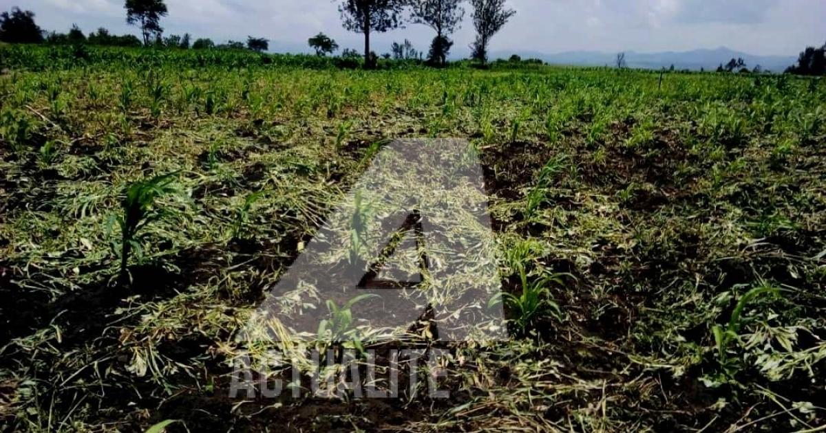 Les champs des paysans à Kahunga dans le territoire de Rutshuru/Ph Joseph Tsongo