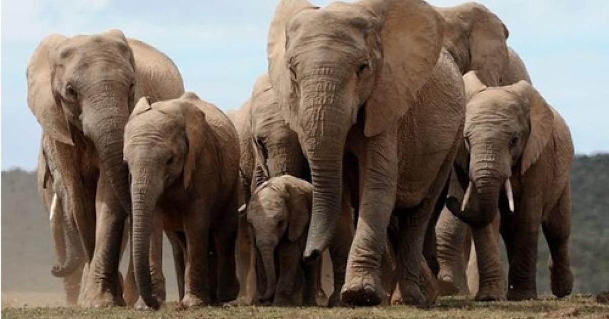 pachydermes 
