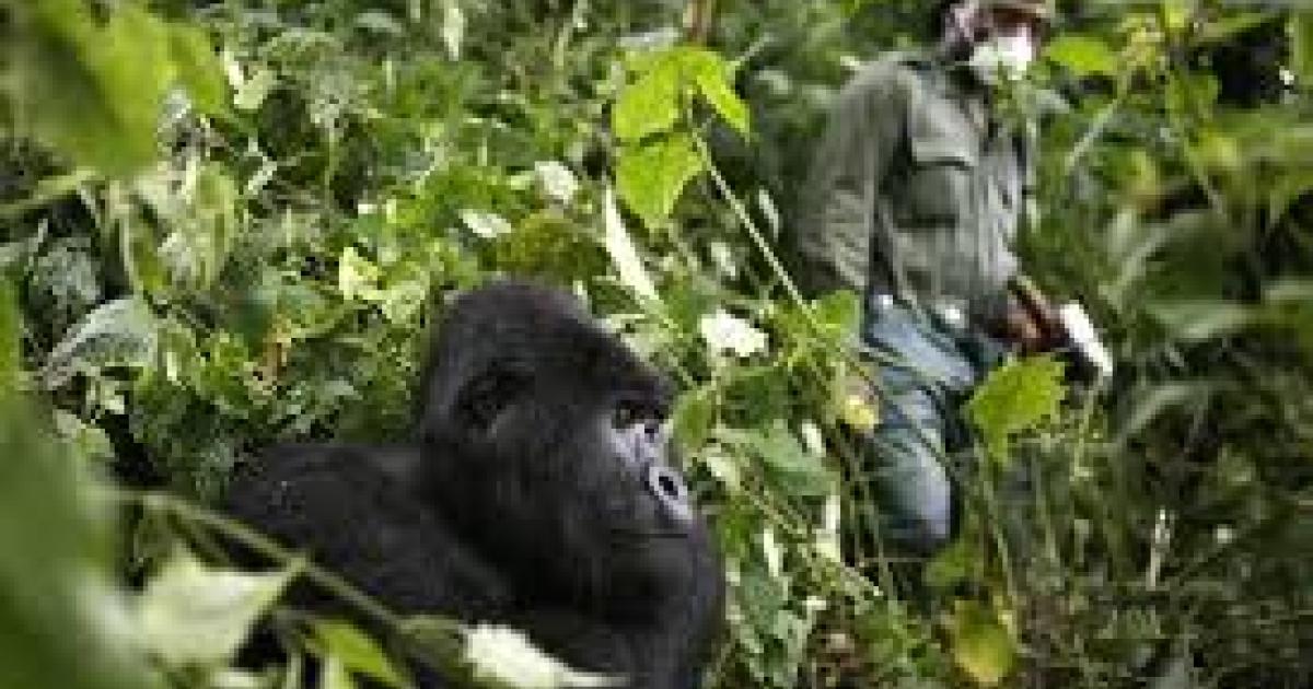 Virunga