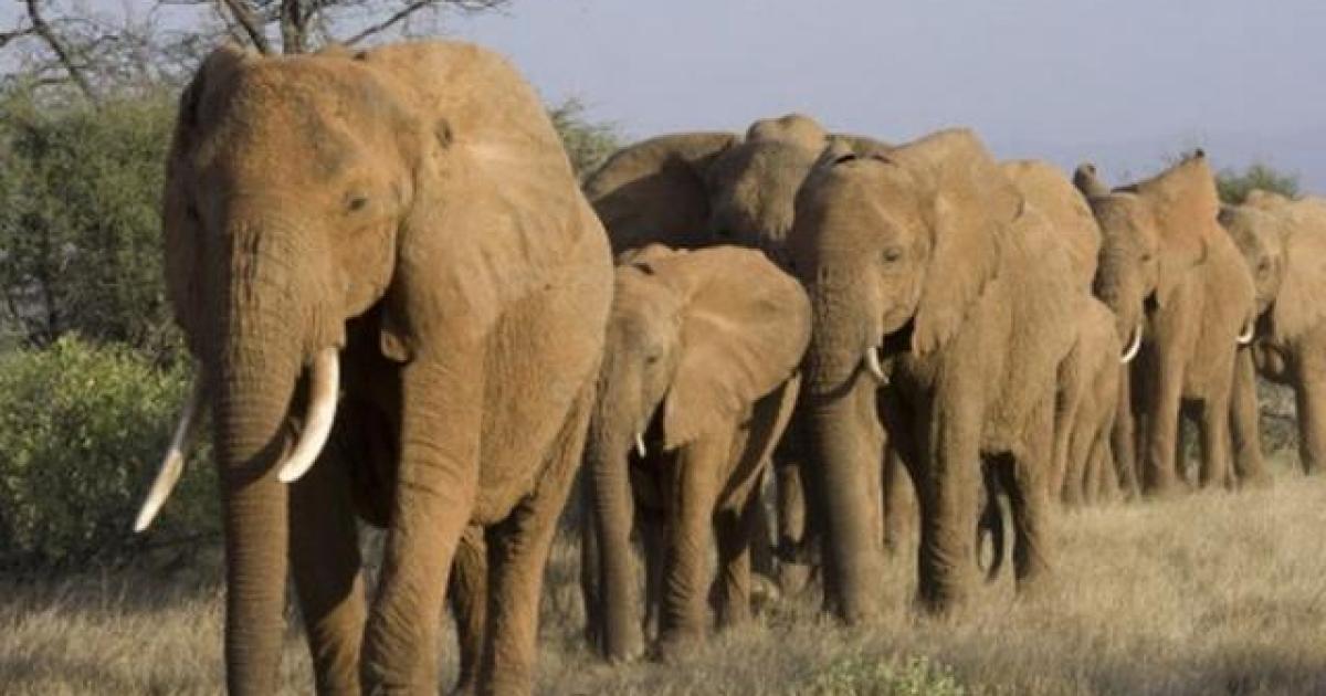 Eléphant 