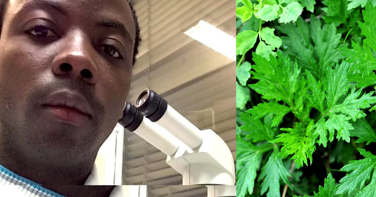 Dr Jérôme Munyangi et la plante Artémias/Ph. Droits tiers