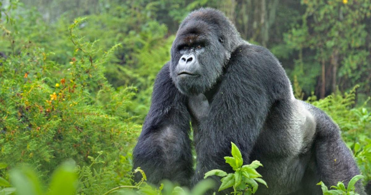 Un gorille du Parc national des Virunga