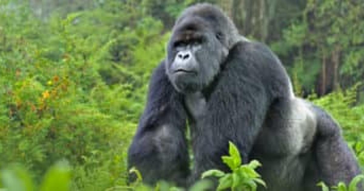 Gorille du Parc national des Virunga/Ph. Droits tiers