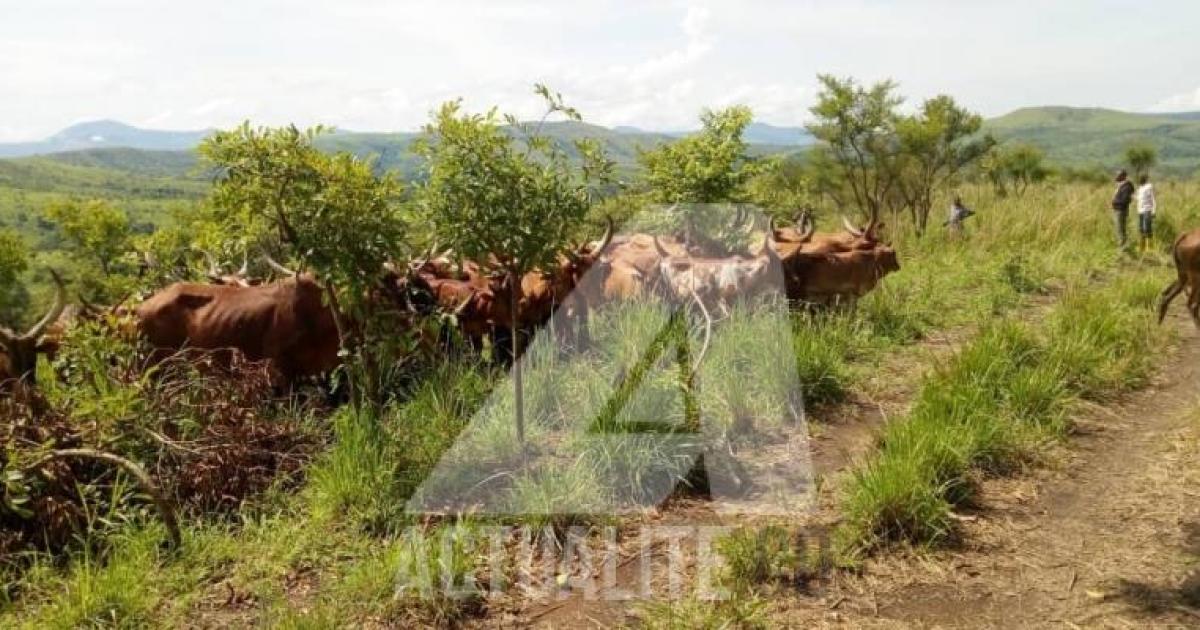Le cheptel dans une ferme à Irumu, Ituri/Ph ACTUALITE.CD