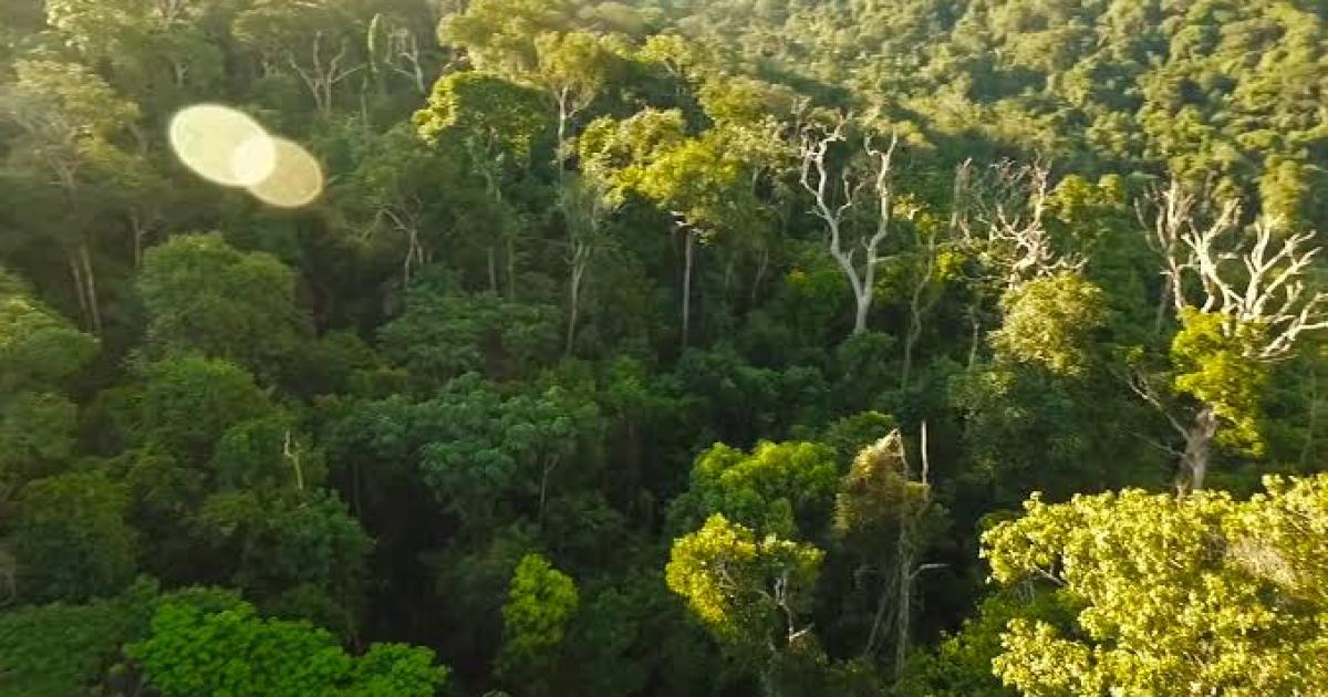Une forêt de la RDC. PH. Droits tiers.