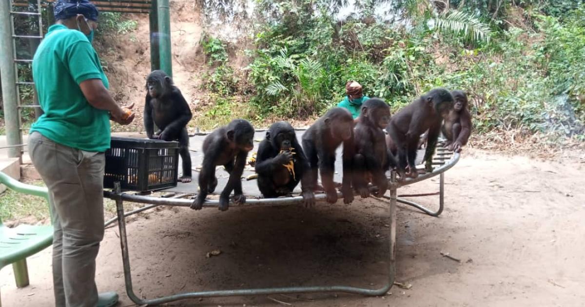 Les bonobos dans un site à 25 km de Kinshasa
