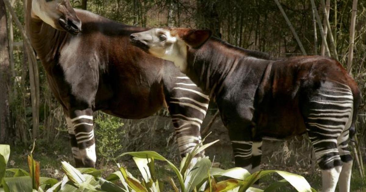 Deux Okapi dans la RFO/Ph. Droits tiers