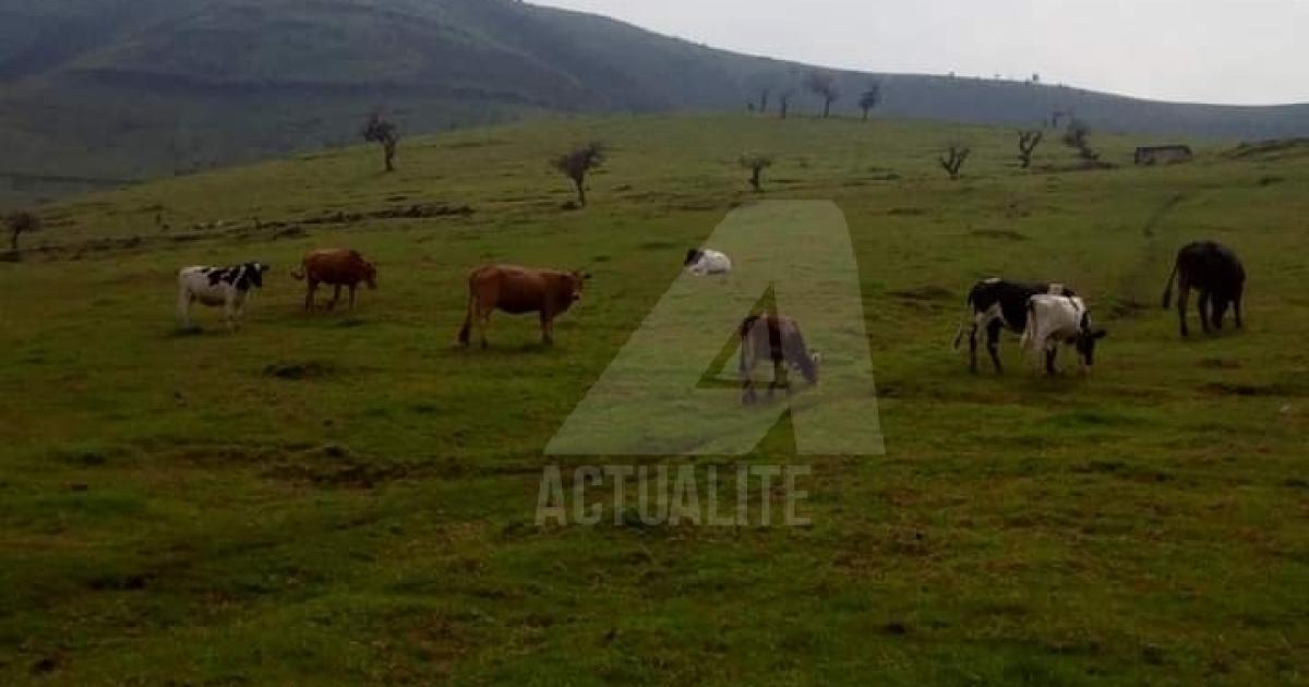 Le cheptel dans une ferme à Masisi/Ph ACTUALITE.CD