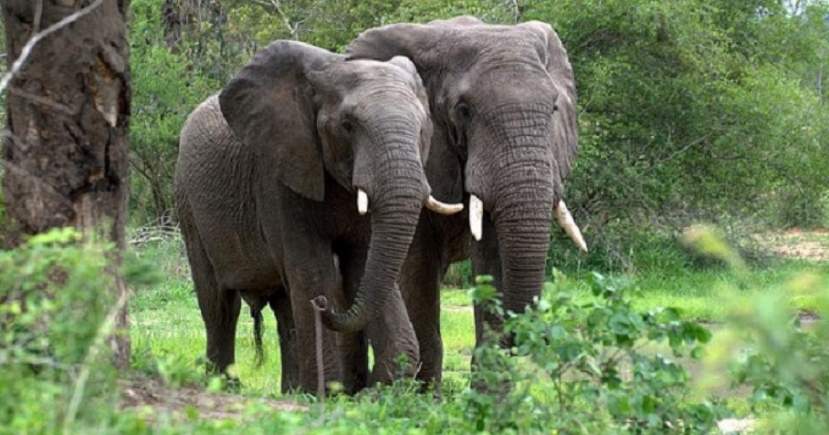 Les Éléphants du Parc National Upemba/Photo Droits tiers 