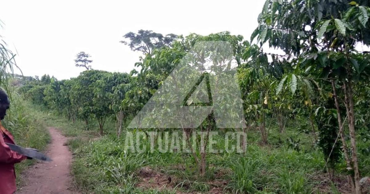 Une plantation de café dans le territoire de Mambasa/Ph ACTUALITE.CD