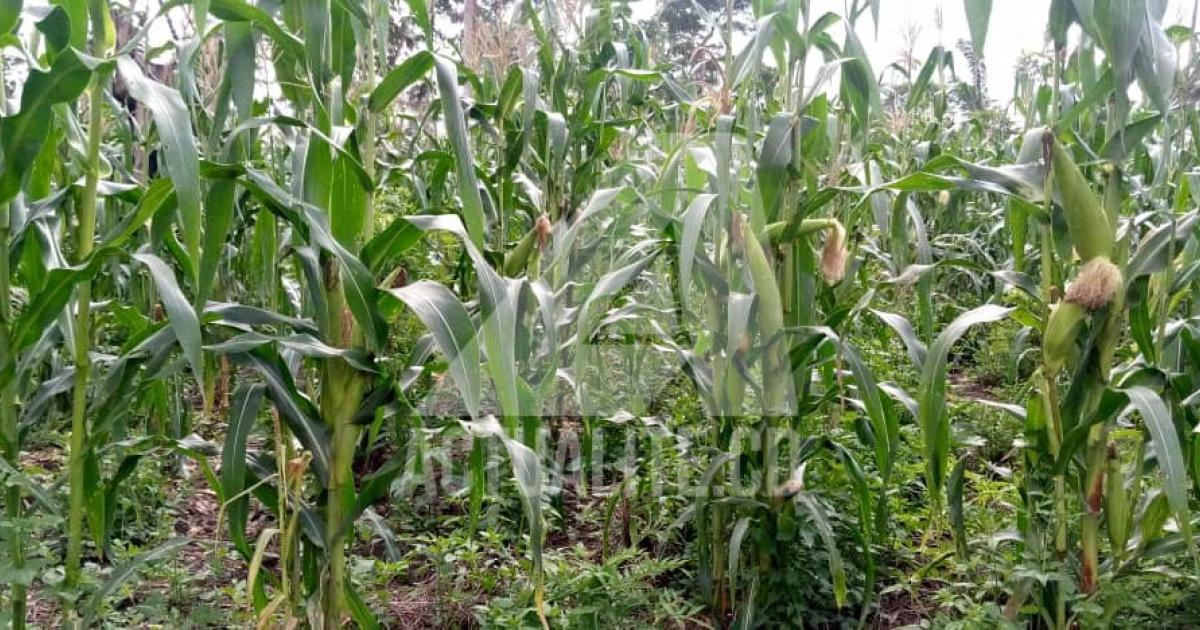 Un champ de maïs dans le territoire de Mambasa/Ph ACTUALITE.CD