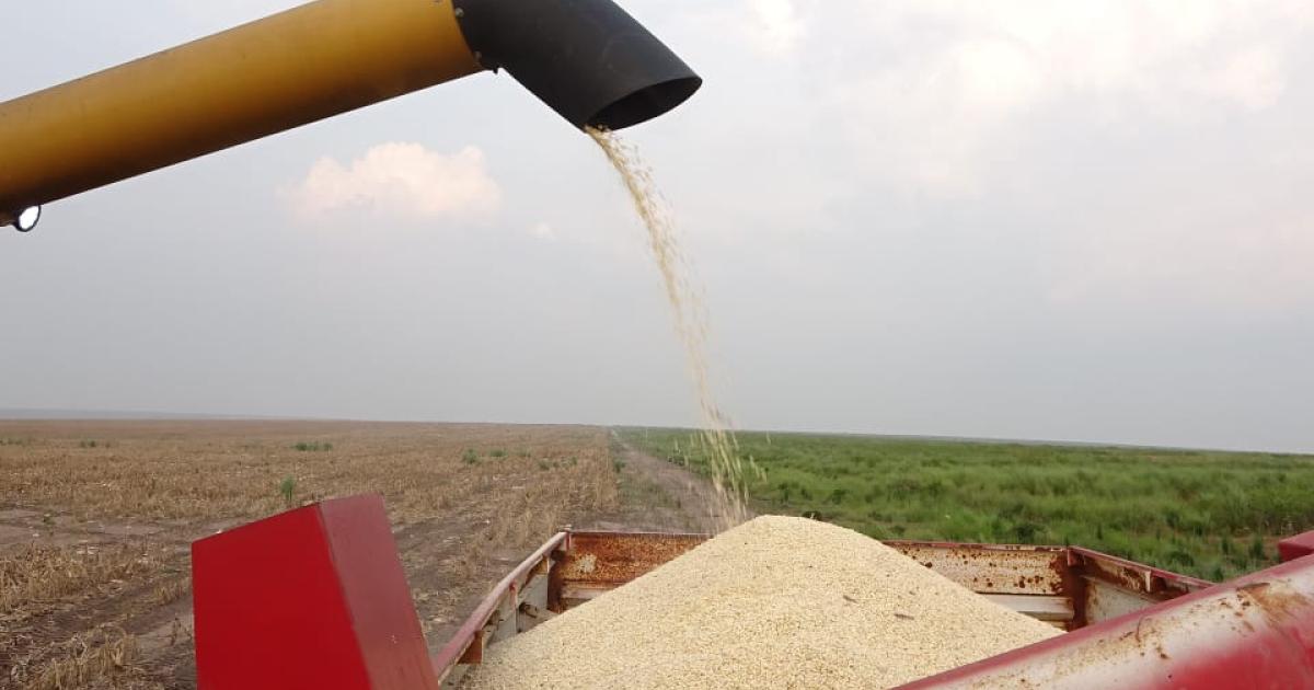 RDC: relancé, le parc de Bukanga Lonzo produit 60 tonnes de maïs.