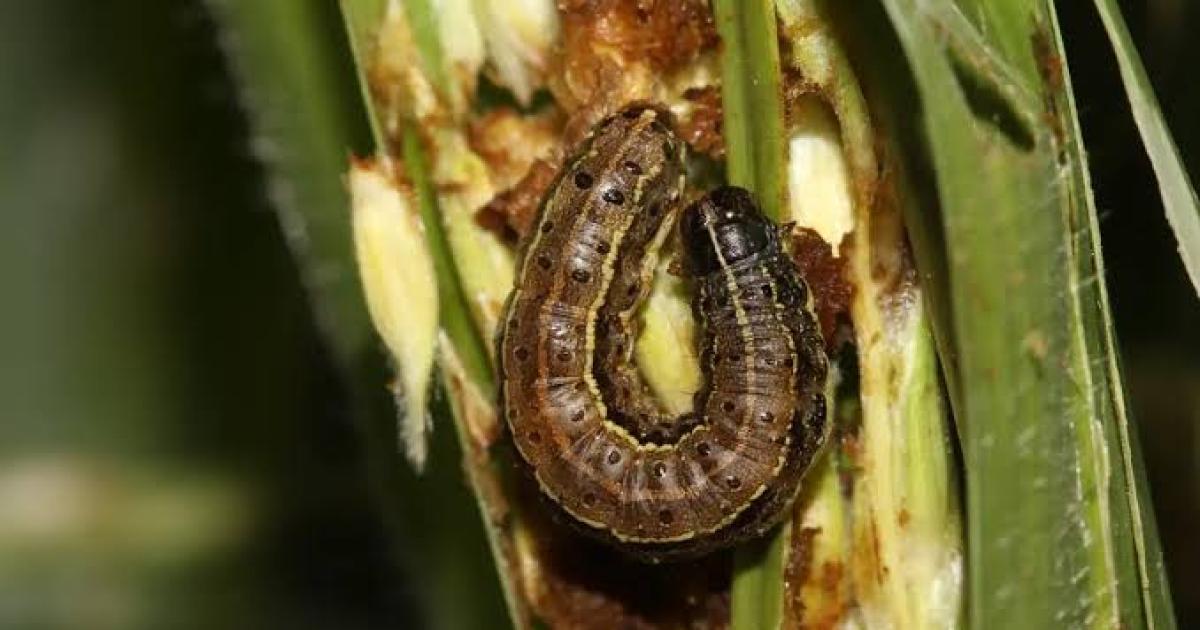 La chenille légionnaire d'automne. Ph. Droits tiers.
