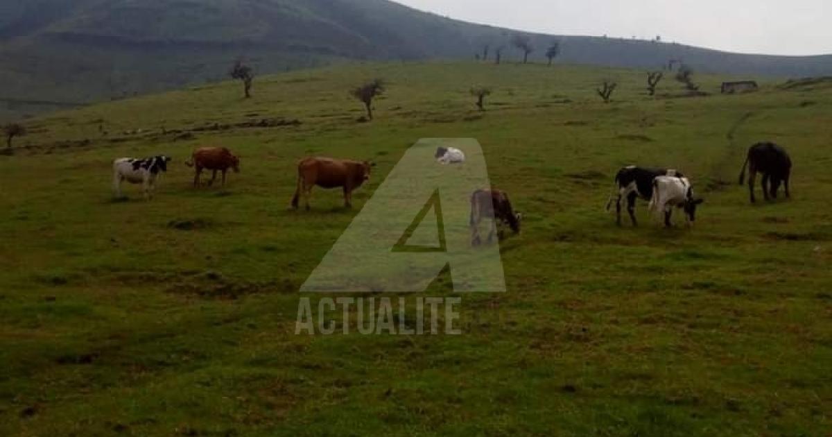 Un pâturage dans le territoire de Masisi/Ph ACTUALITE.CD 