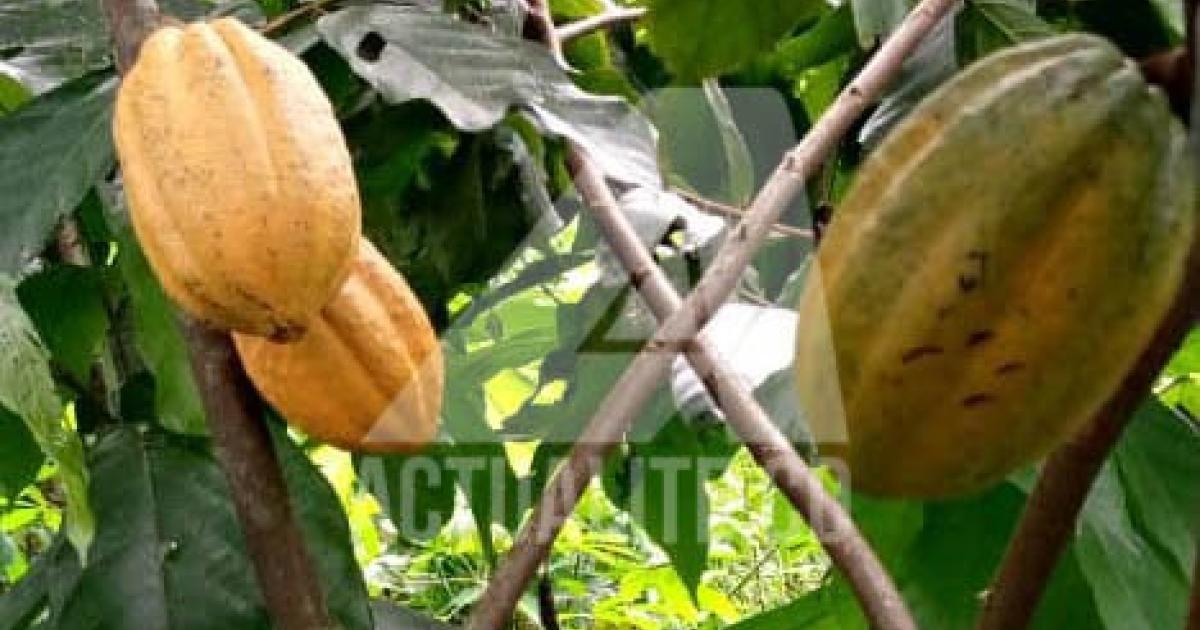 Le cacao cultivé à Komanda/Ph ACTUALITE.CD 