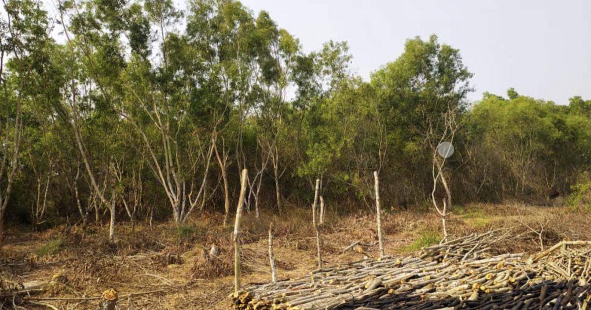 Four de charbon de bois en préparation après la coupe des acacias, au village Ibansi à GUNGU