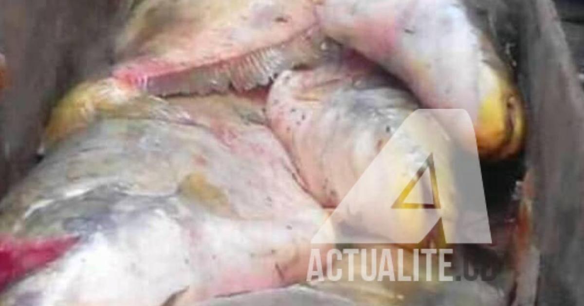 Des poissons péchés à la rivière Tshikapa