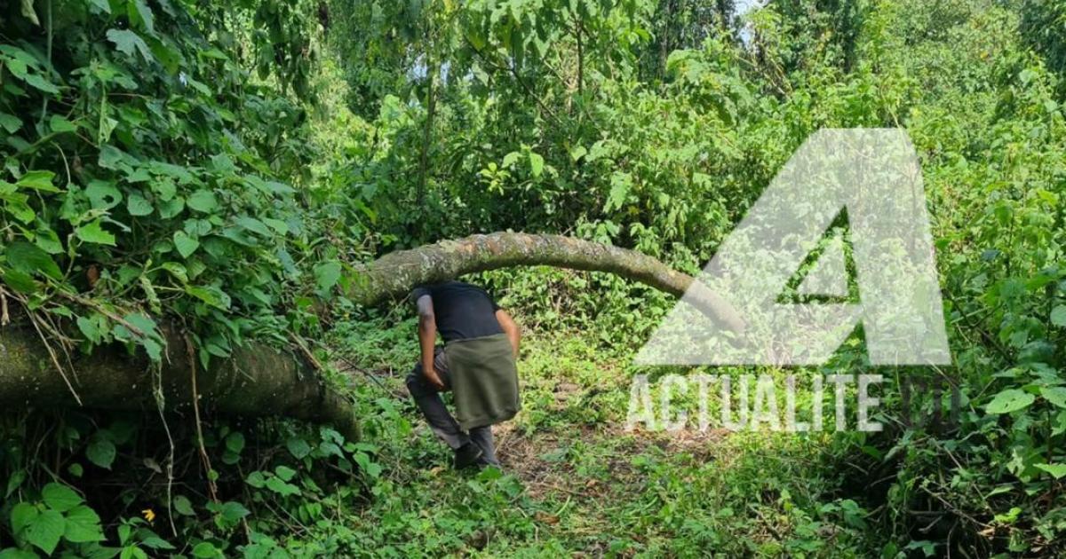 Parc des Virunga, Kibumba, secteur des gorilles 