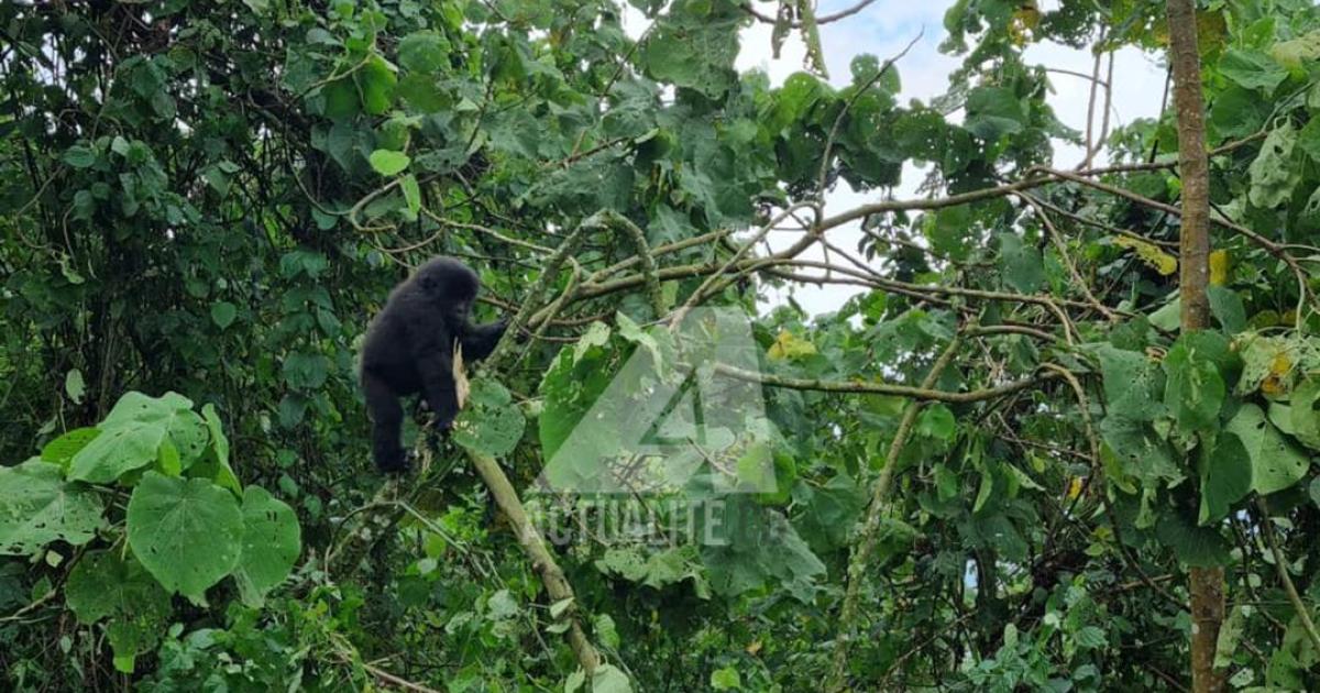 Gorille de montagne, Parc des Virunga 