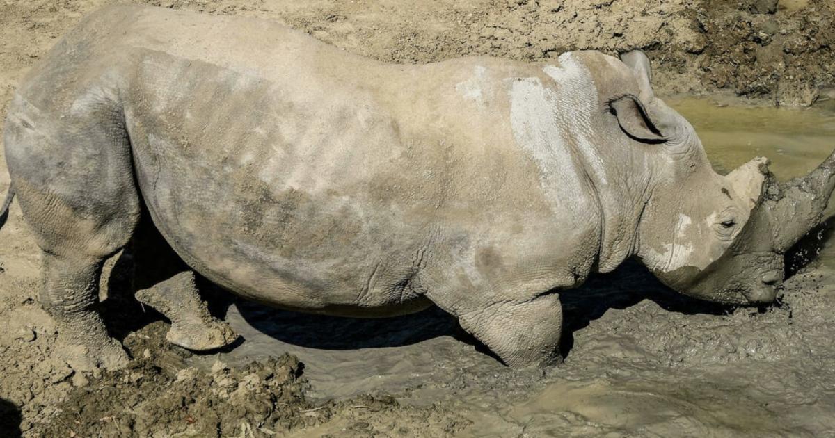 Un rhinocéros blanc au parc zoologique de Paris, en août 2020. © Bertrand Guay, AFP