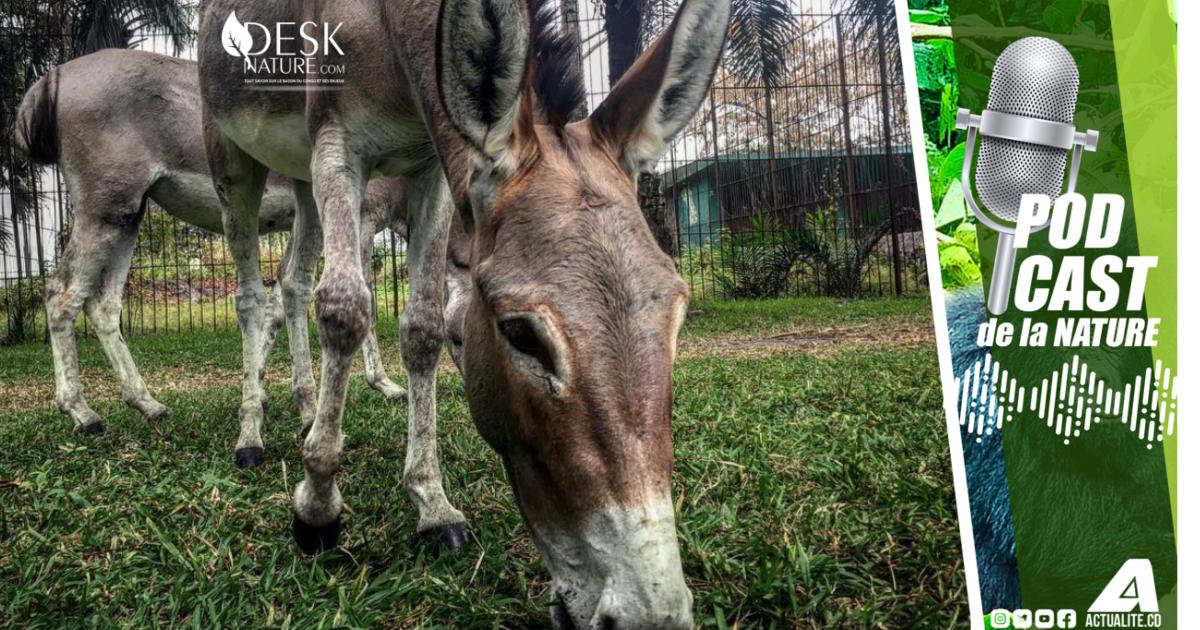 Zoo de Kinshasa