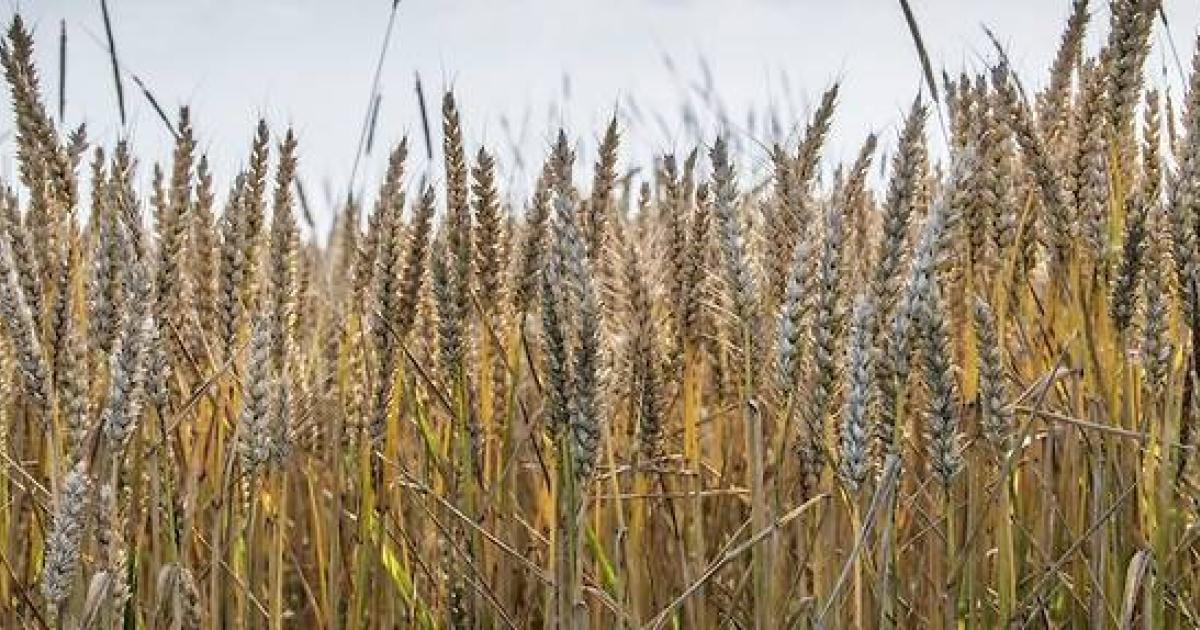 A eux seuls, la Russie et l'Ukraine représentent environ 30 % du commerce international de blé. © YANN AVRIL/Biosphoto via AFP