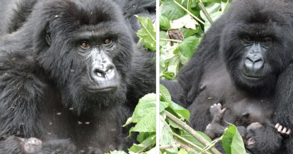 Nouvelles naissances de gorilles des montagnes 