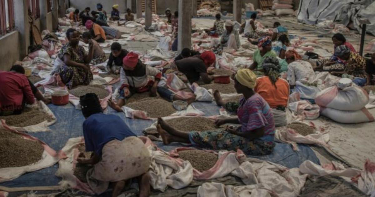 Des femmes trient les graines de café à la coopérative Muungano, le 24 mars 2022  afp.com - Guerchom NDEBO