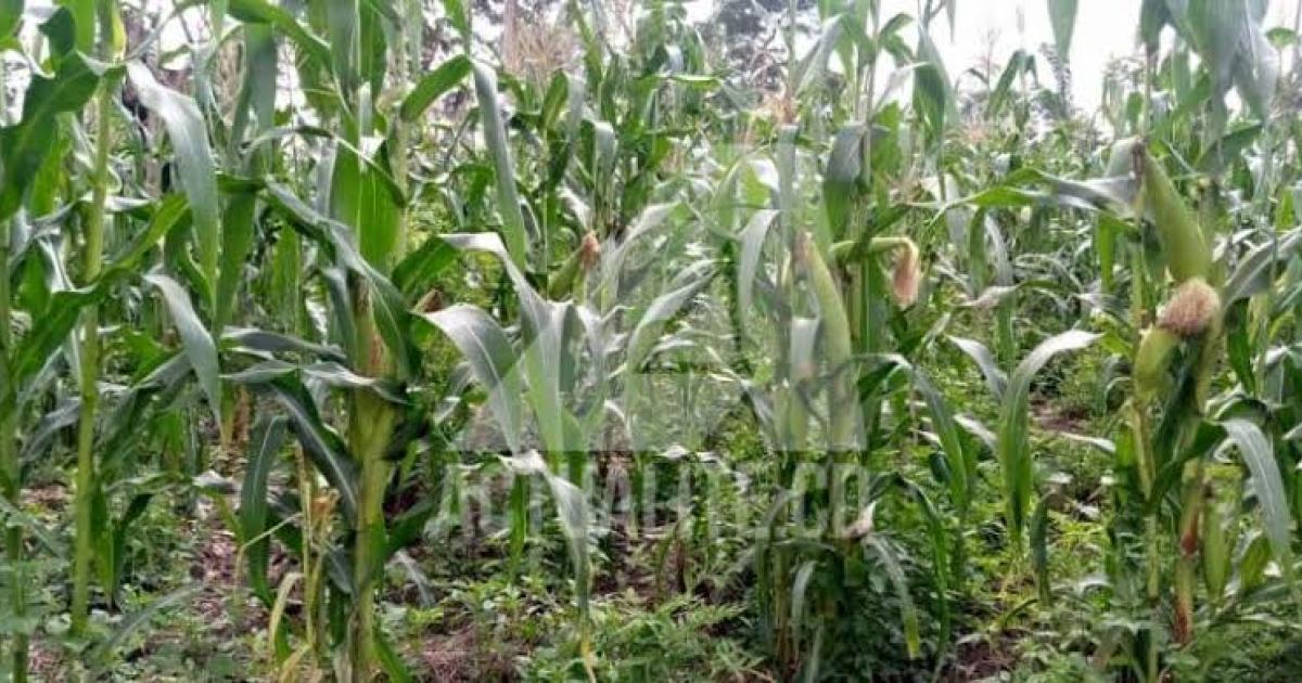 Plantation de maïs. Photo actualite.cd