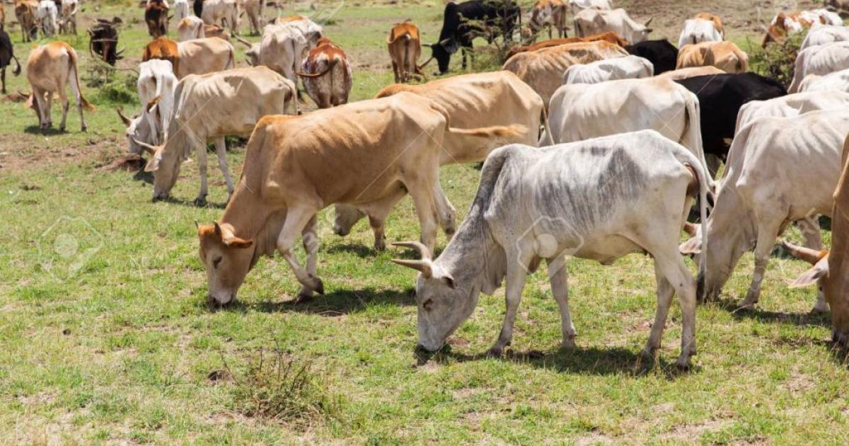 troupeau de vache