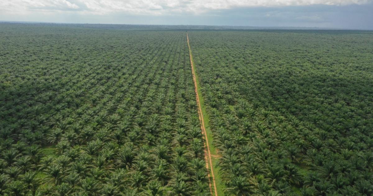 Les plantations des PHC/DR : PHC