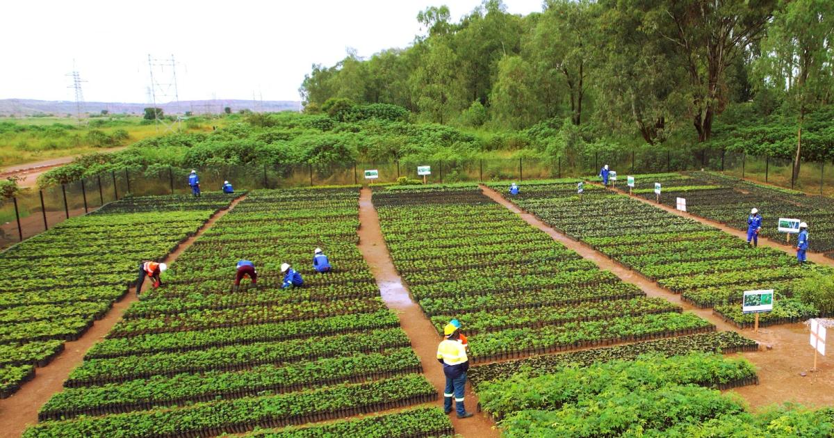 Plantation 