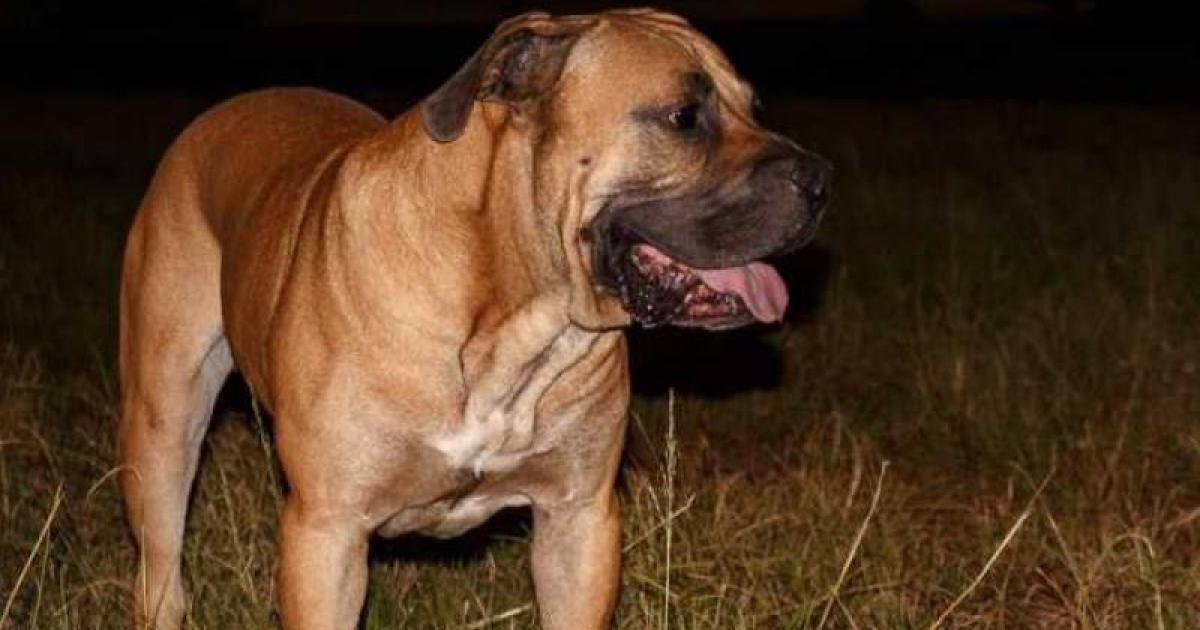 Chien 