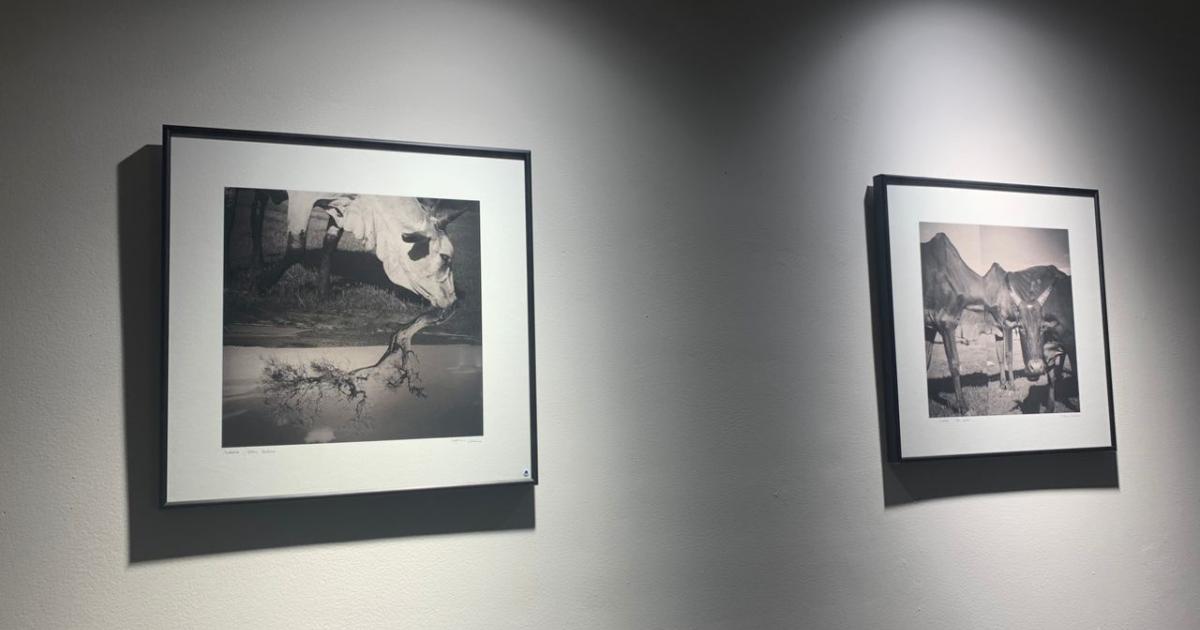 Foto