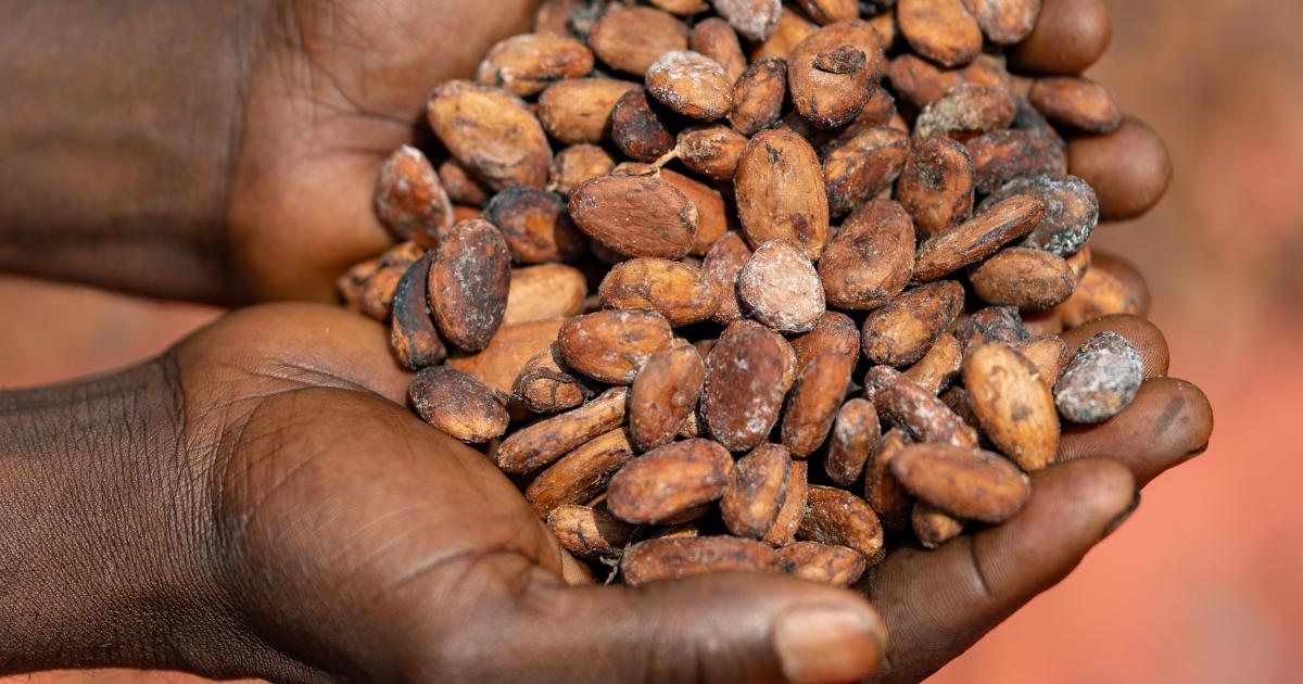 Du cacao de la Tshopo
