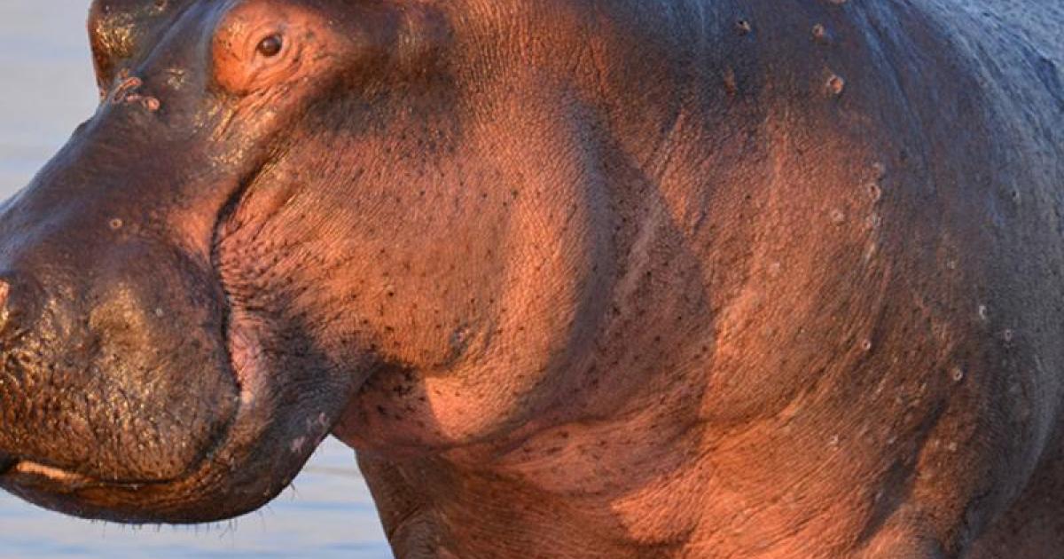 Hippopotame