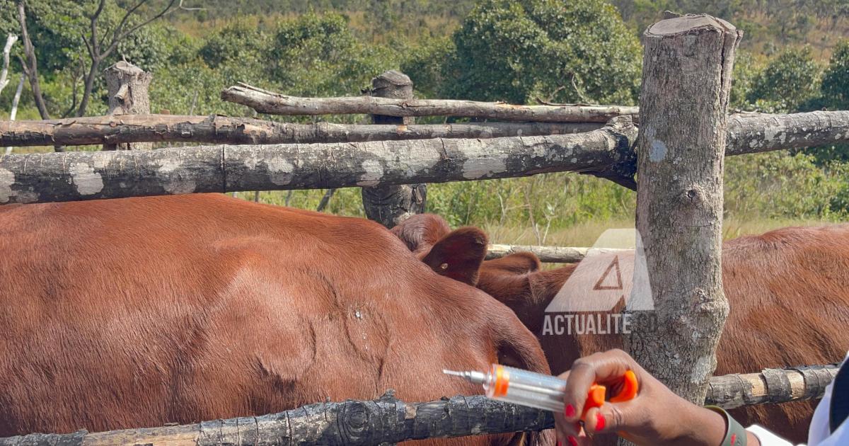 Vaccination des bovins