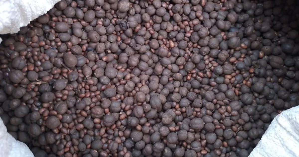 Echantillon du café impropre à la con sommation saisi à Kisangani