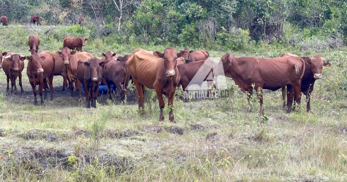 Troupeau de vaches 