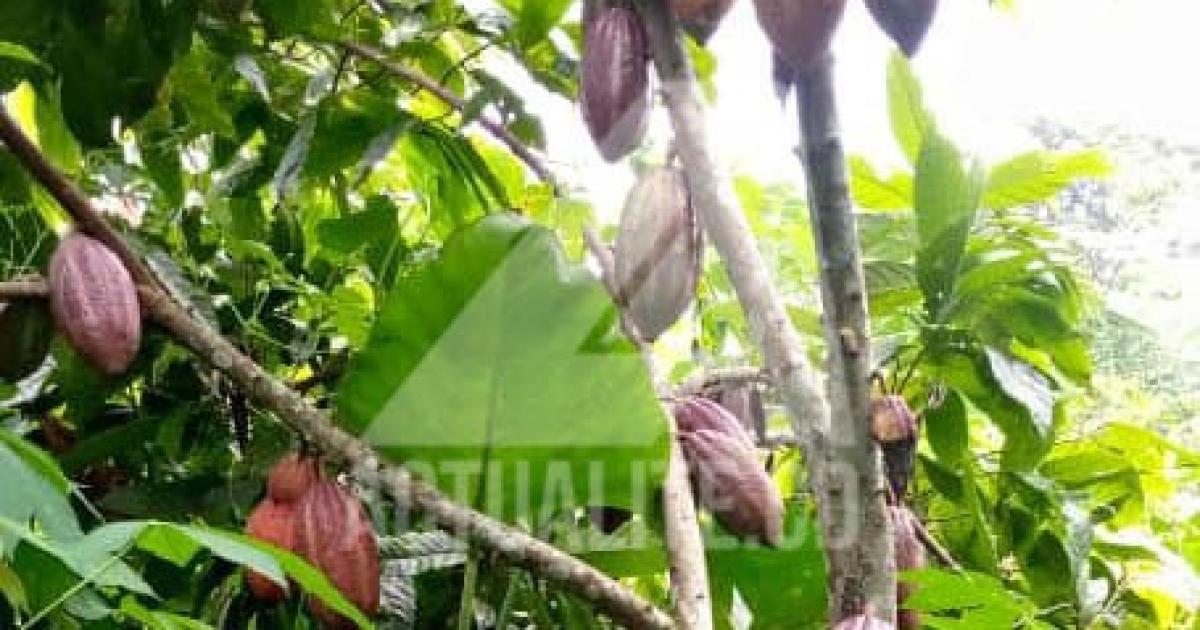 RDC: « Ce n'est pas acceptable » : Nicolas Kazadi pointe le retard agricole congolais et cite la Côte d'Ivoire en exemple