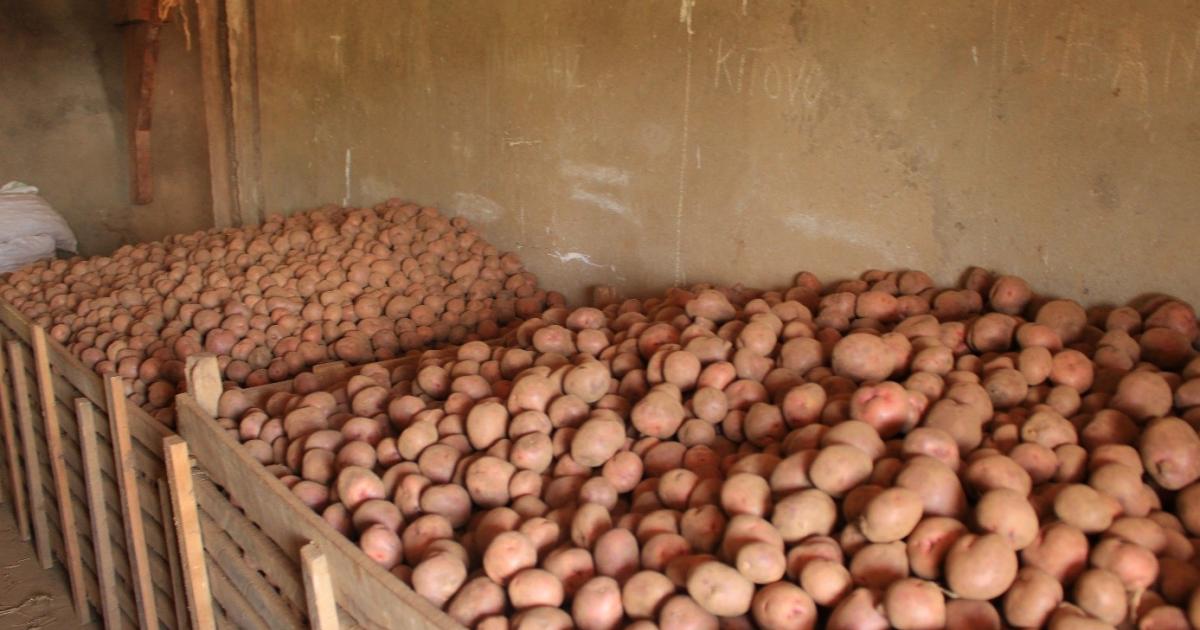 Photo : Dépôt de semence de la pomme de terre de CAPSA Luotu ©GreenAfia 