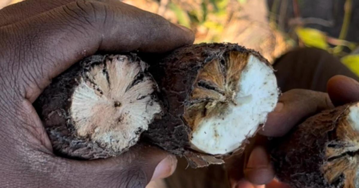 Illustration. Tubercule de manioc pourri