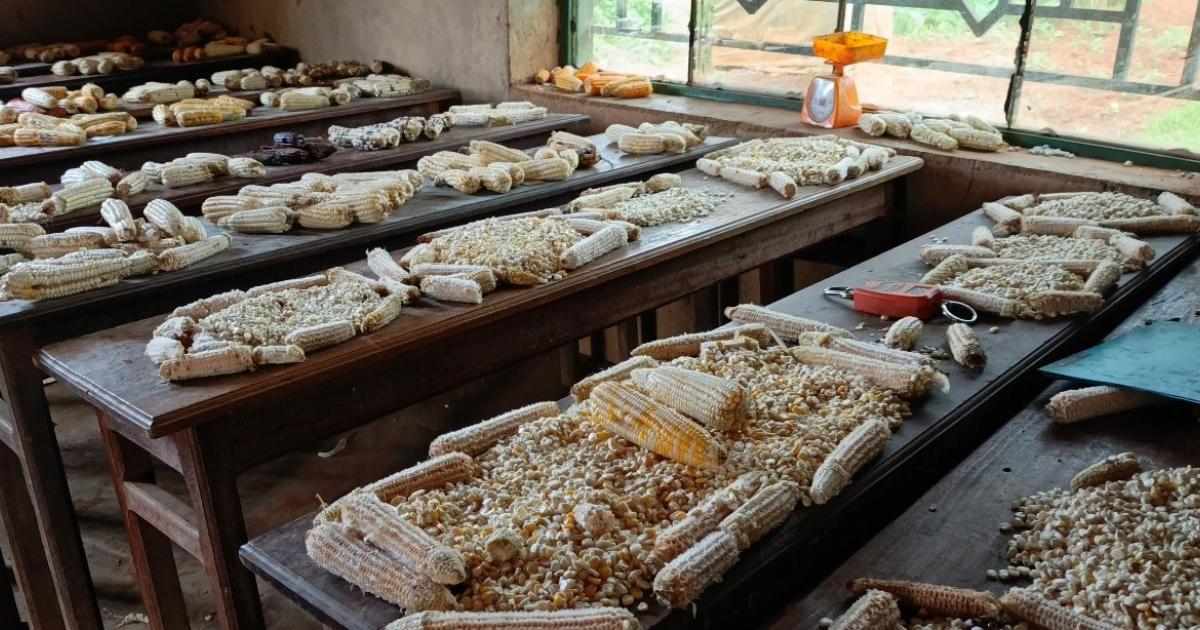 L’égrenage des différentes variétés de maïs cultivées en territoire de Lubero et de Beni dans un office du CERAVEG à Butembo  ©Hervé Mukulu