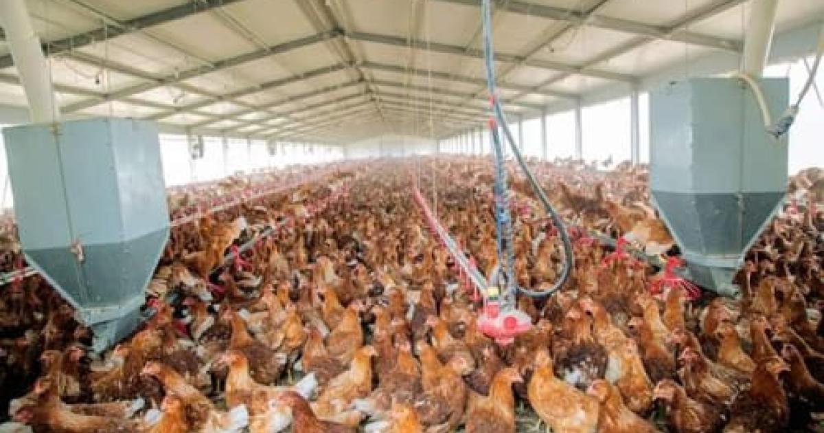 Elevage des poulets de chair à DAIPN